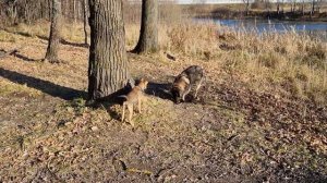 Щенок девочка в добрые руки