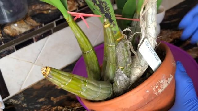 Тестирование орхидеи на вирусы.. горькая правда про наши орхидейные коллекции..Болезни орхидей . смотреть онлайн