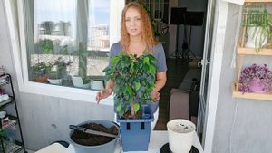 Секреты ПЫШНОГО ФИКУСА