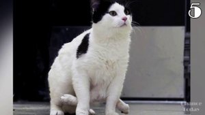 10 необычных кошек, в существование которых сложно поверить