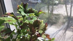 Колеус Twist & twirl. Как цветёт колеус.