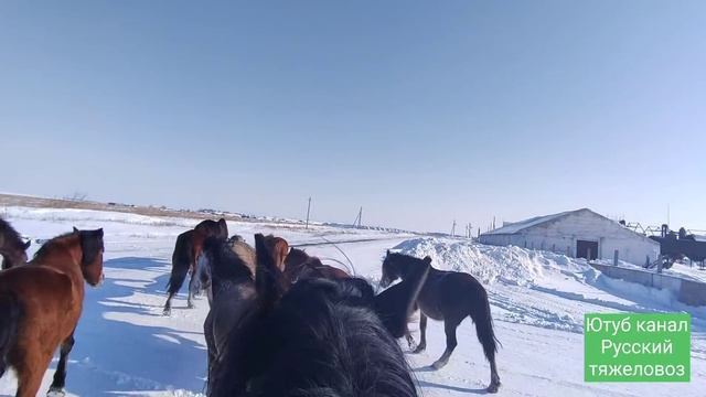 На Жеребце гоню жерёбых кобыл из Крутого-яра.| Экскурсия по старому селу.#horses#stallion смотреть онлайн