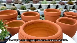 Planting-Repotting Succulents in Clay Pots | The best pot para sa Succulents 다육식물 多肉植物 | Suculentas