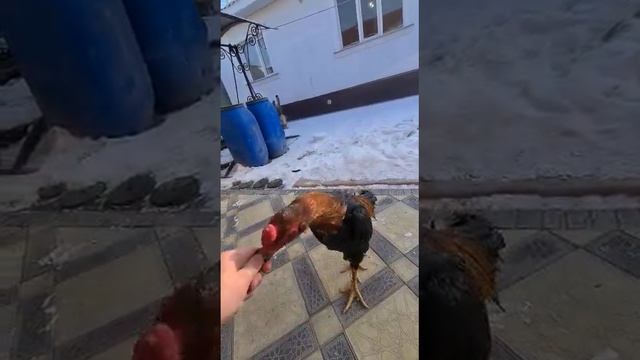 шамо петух 1.5 - 2 года смотреть онлайн