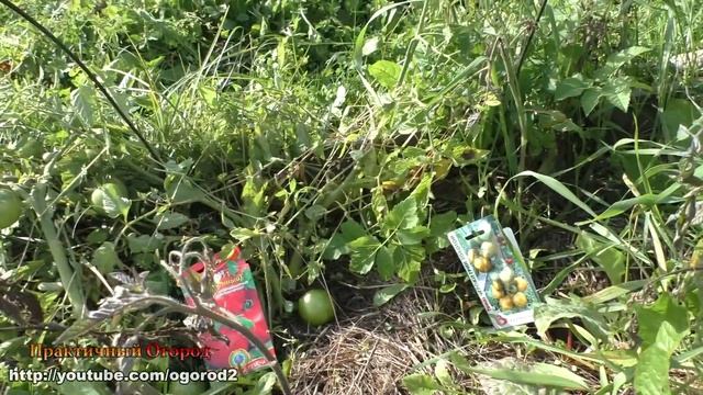 УСТОЙЧИВЫЕ К ФИТОФТОРОЗУ сорта томатов СУЩЕСТВУЮТ! смотреть онлайн