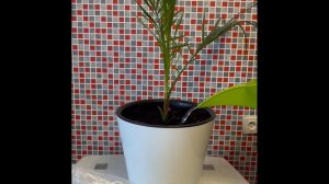 Подкормка пальмы биогумусом "Organic Expert"