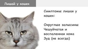 Микроспория, стригущий лишай у кошек.