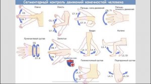 Сегментарная иннервация нижних конечностей. Кратко и понятно.
