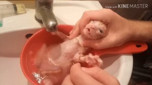 А вы знаете ,КАК КУПАТЬ КОТЕНКА ?  Моё рыжее чудо?the kitten bathes