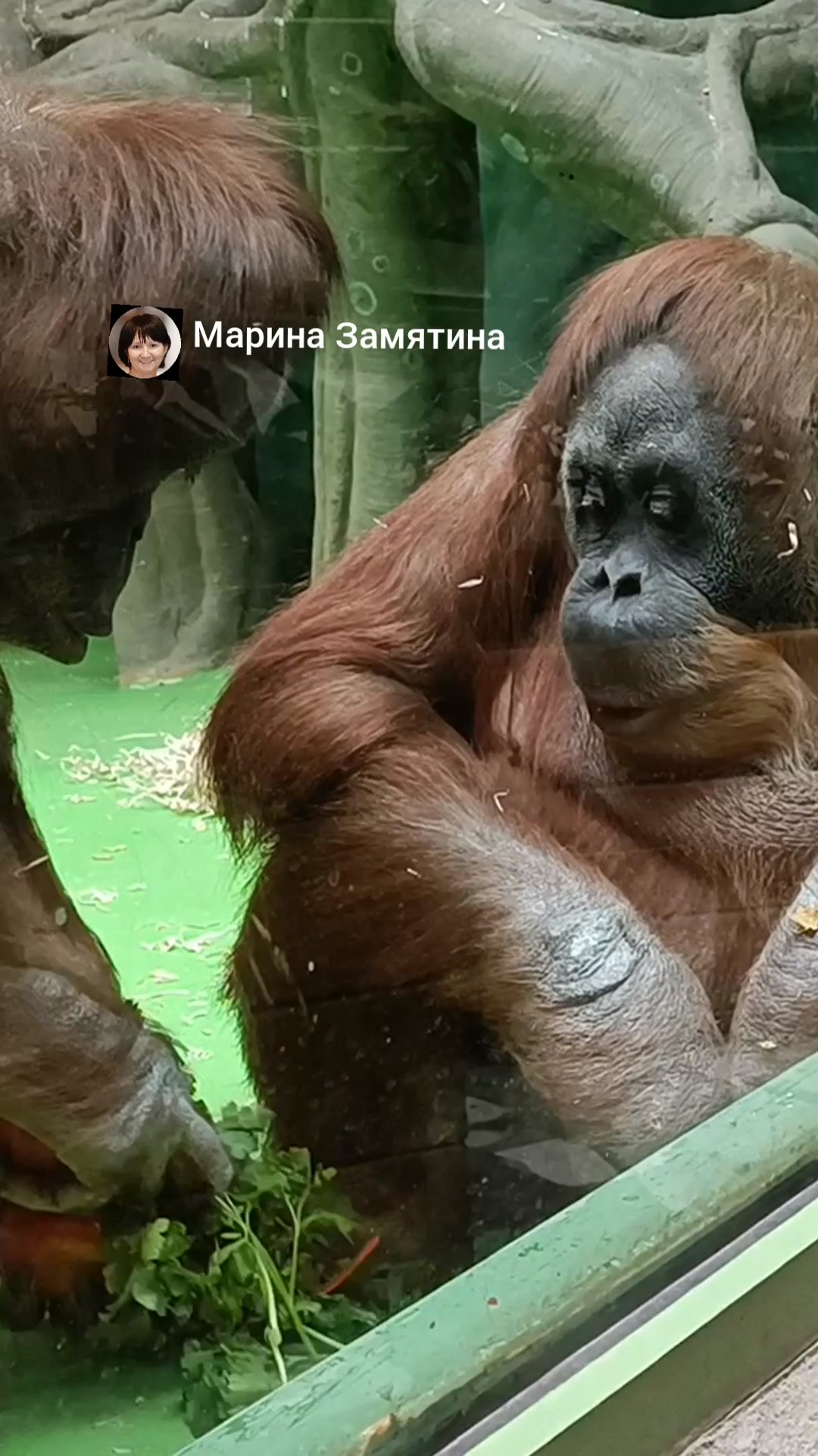 Орангутаны дочка Чава отнимает еду у мамы Чапы.