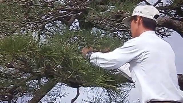 taille en nuage -Pin à Nara смотреть онлайн