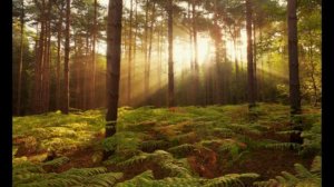 НЕ ПЛАЧЬ, ГИТАРА МОЯ!!!