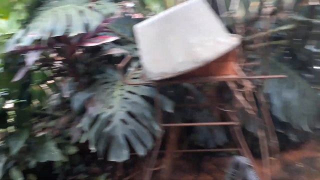 Ядовитое растение молочай смотреть онлайн