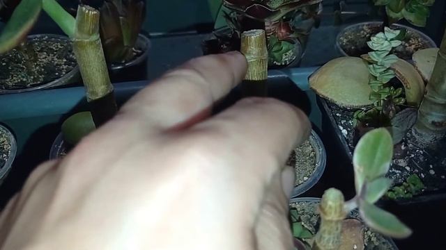 Обрезка крассул, для чего это нужно?!