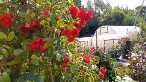 Роза,которая есть у каждого розовода...Или была
