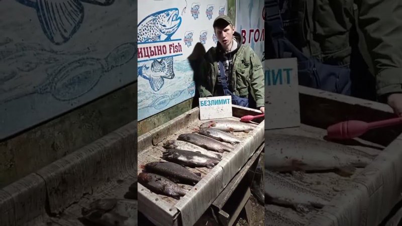Улов суточника