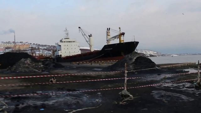 Кормим сивучей рыбкой в окене смотреть онлайн