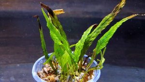 МИКРОСОРУМ МИНОР. Microsorum minor. СЕКРЕТЫ СОДЕРЖАНИЯ В АКВАРИУМЕ