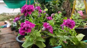 Petunia Double Cascade Flower plant | Naadan Petunia Gardening in Malayalam