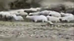 Зикр-на чеченский лад.