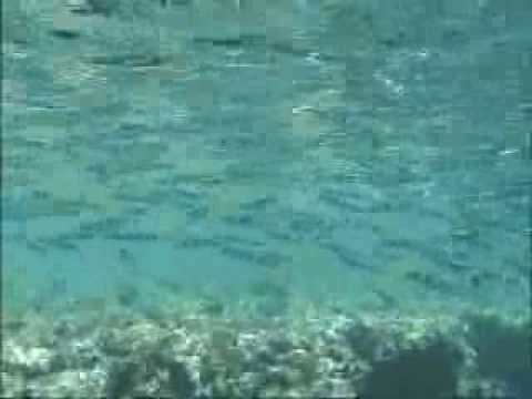 Холоднокровные животные
