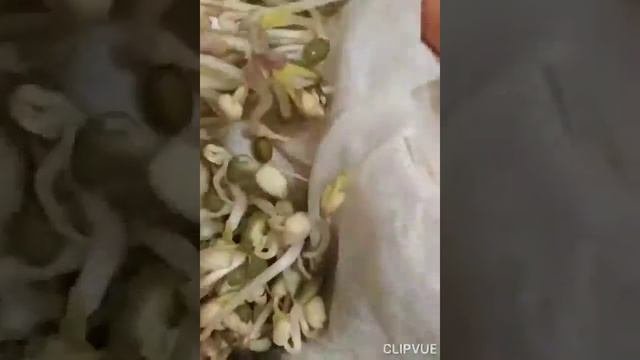 Легко и просто: как прорастить маш в домашних условиях.