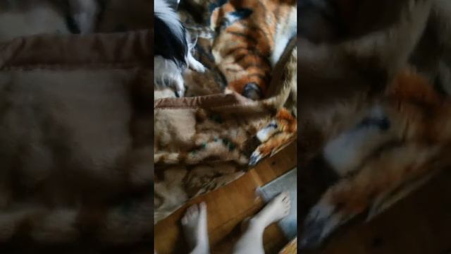 Новый способ разыграть собаку! Часть 3. Психология собак. смотреть онлайн