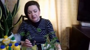 Пеларгония. Ответы на Ваши вопросы