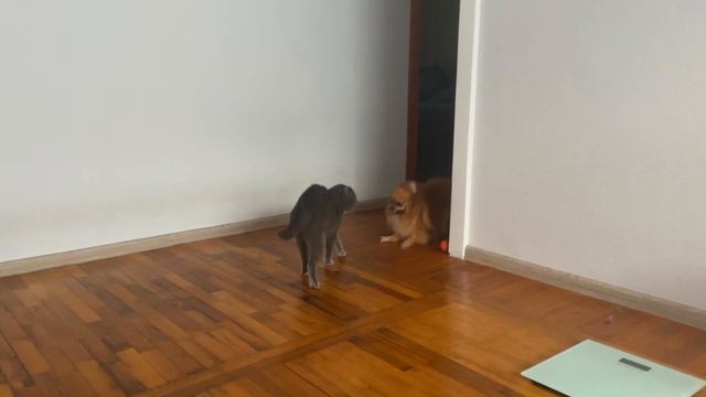 🐾 Британская кошка и собака шпиц в одной квартире 🐾
