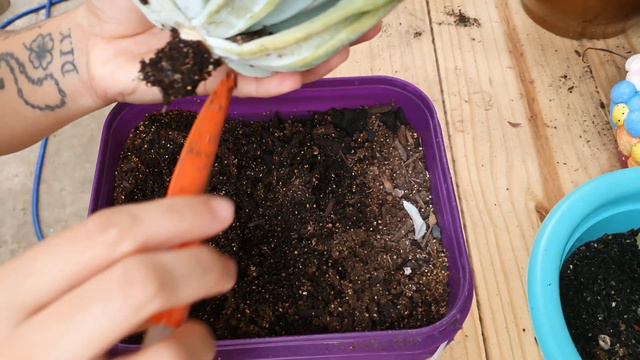 Decapitação Echeveria Topsy Turvy e Replante смотреть онлайн