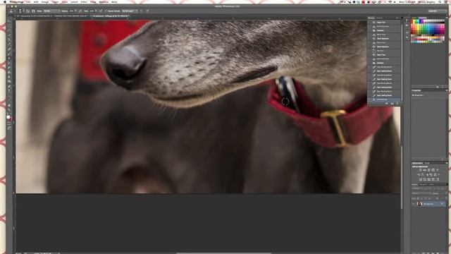 Leash removal in pet photography using Photoshop CS6 смотреть онлайн