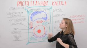 Строение растительной клетки