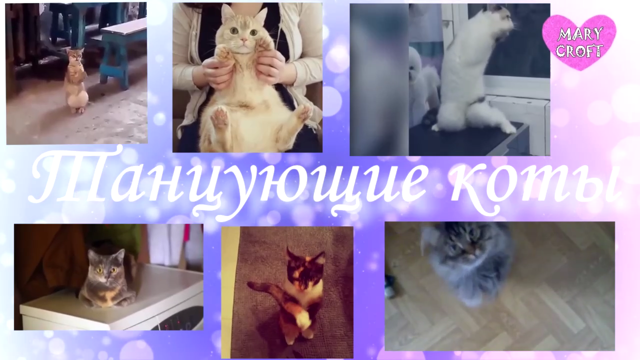 СМЕШНЫЕ ТАНЦУЮЩИЕ КОТЫ И КОШКИ / СУПЕР ПОДБОРКА ИЮНЬ 2017 / DANCING CATS 