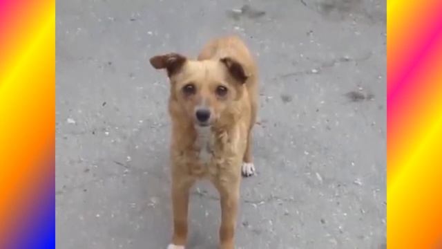 Чудесная музыка для моих подписчиков и тех, кто любит собак смотреть онлайн