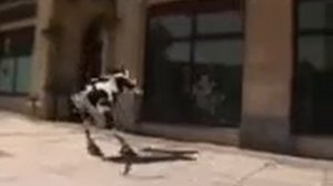 Карова му му муууу