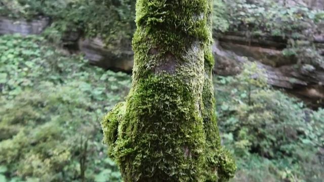 Гуамское ущелье Краснодарский край поездка обзор ! смотреть онлайн