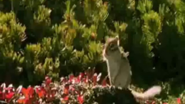 смешные  животные смотреть онлайн