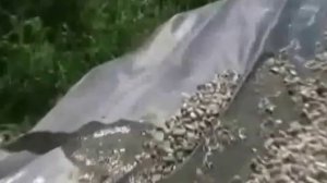 Добыча иловых отложений и их обезвоживание в геотубах