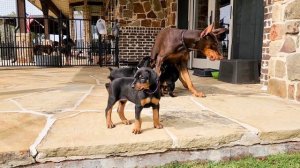 Doberman Puppies at 5-1/2 Weeks