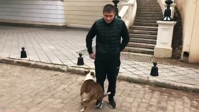 Дрессировка собак #одесса #стаф #видео смотреть онлайн