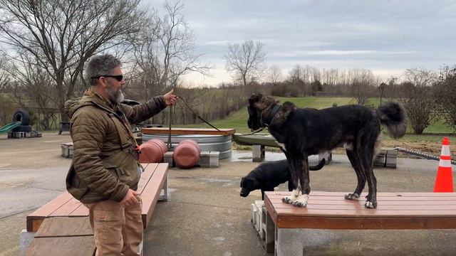 Should I Buy A Large, Powerful, Dog? Some Things To Consider