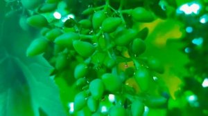 Виноград "Дамские пальчики"