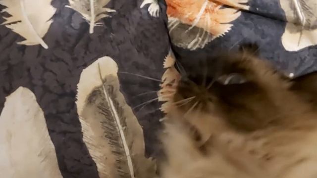 Кот любит нежный массаж. смотреть онлайн