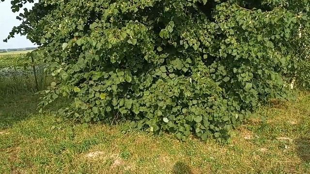 Пора собирать липовый цвет смотреть онлайн