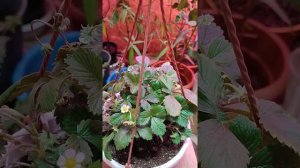 Белая земляника дома