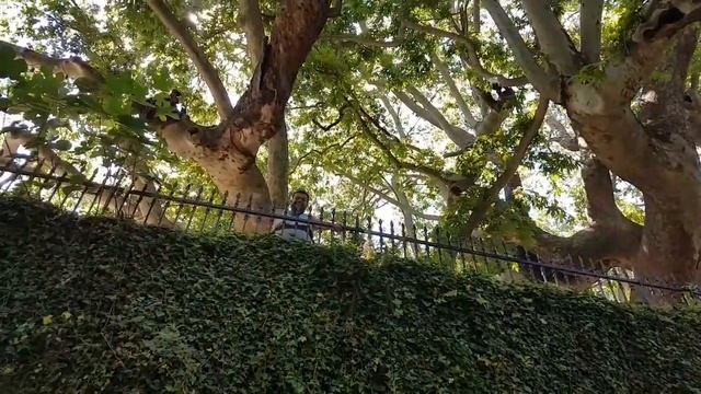 Платан в деревне Цагарада. Пелион. Греция.Τσαγκαράδα Πηλίου. Πλάτανος της Τσαγκαραδας. Водопад . смотреть онлайн