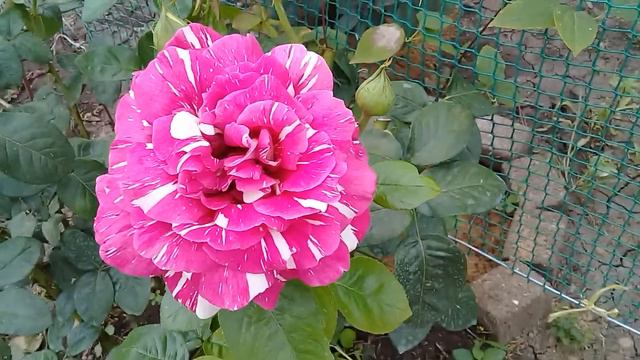 Обзор сада без слов. смотреть онлайн