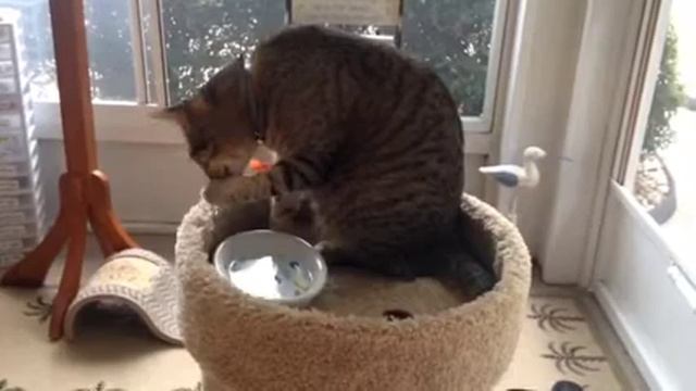 Кот пьет воду с лапки/Cat drink water /Pexels Videos 1408640 1 смотреть онлайн