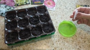 Посев петуний. Важные советы по выращиванию.