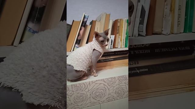 Клеопа, хранительница книг, она не читатель, она писатель, телепатически направляет информацию вам смотреть онлайн